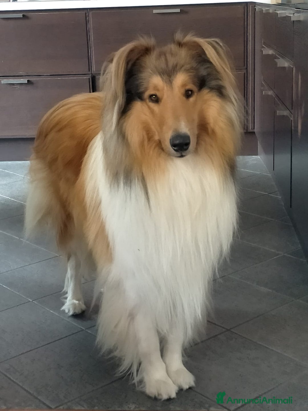 Collie cani per accoppiamento: PASTORE SCOZZESE PER ACCOPPIAMENTO - Annuncio 3