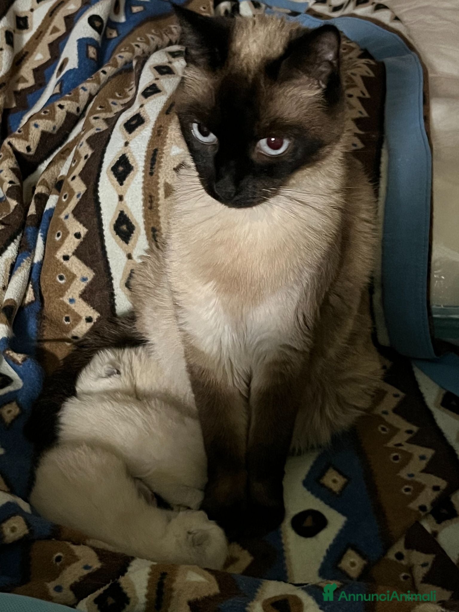 Siamese gatti Siamesini seal point - Annuncio 10