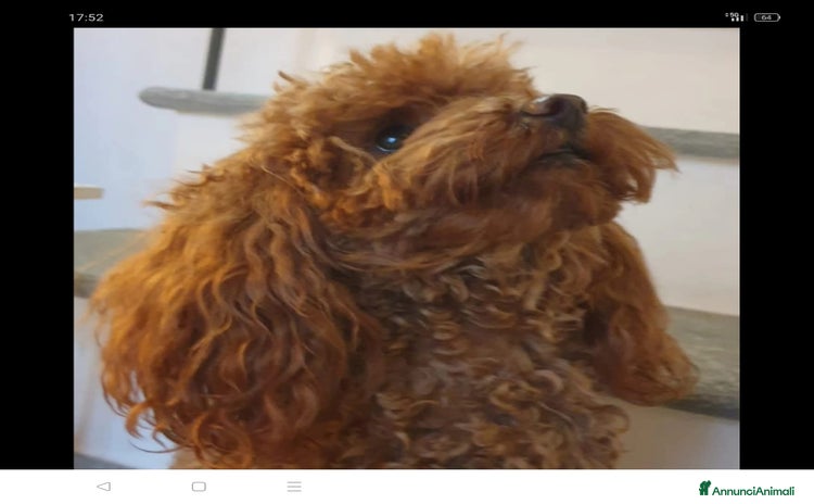 Barboncino Toy cani a Provincia di Alessandria - Annuncio 2