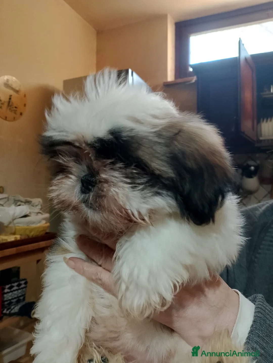 Shih Tzu cani in vendita: Cucciolo di Shitzu  - Annuncio 2