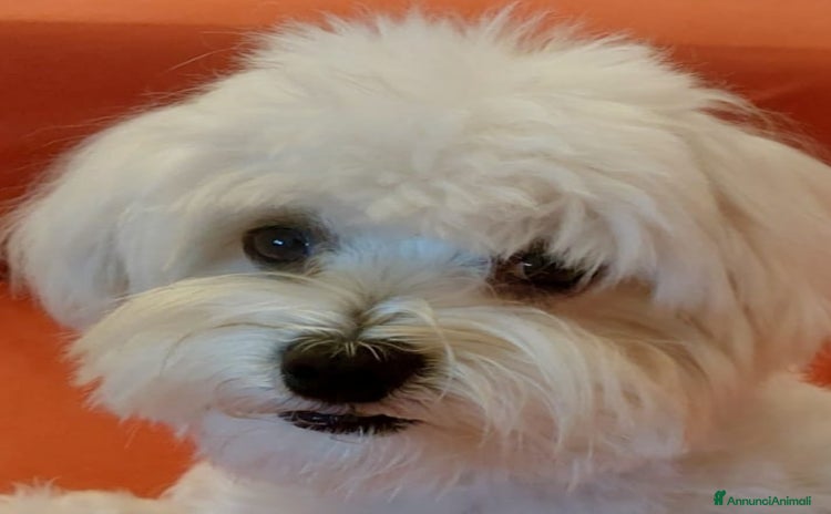 Maltese cani a Città metropolitana di Palermo - Annuncio 4