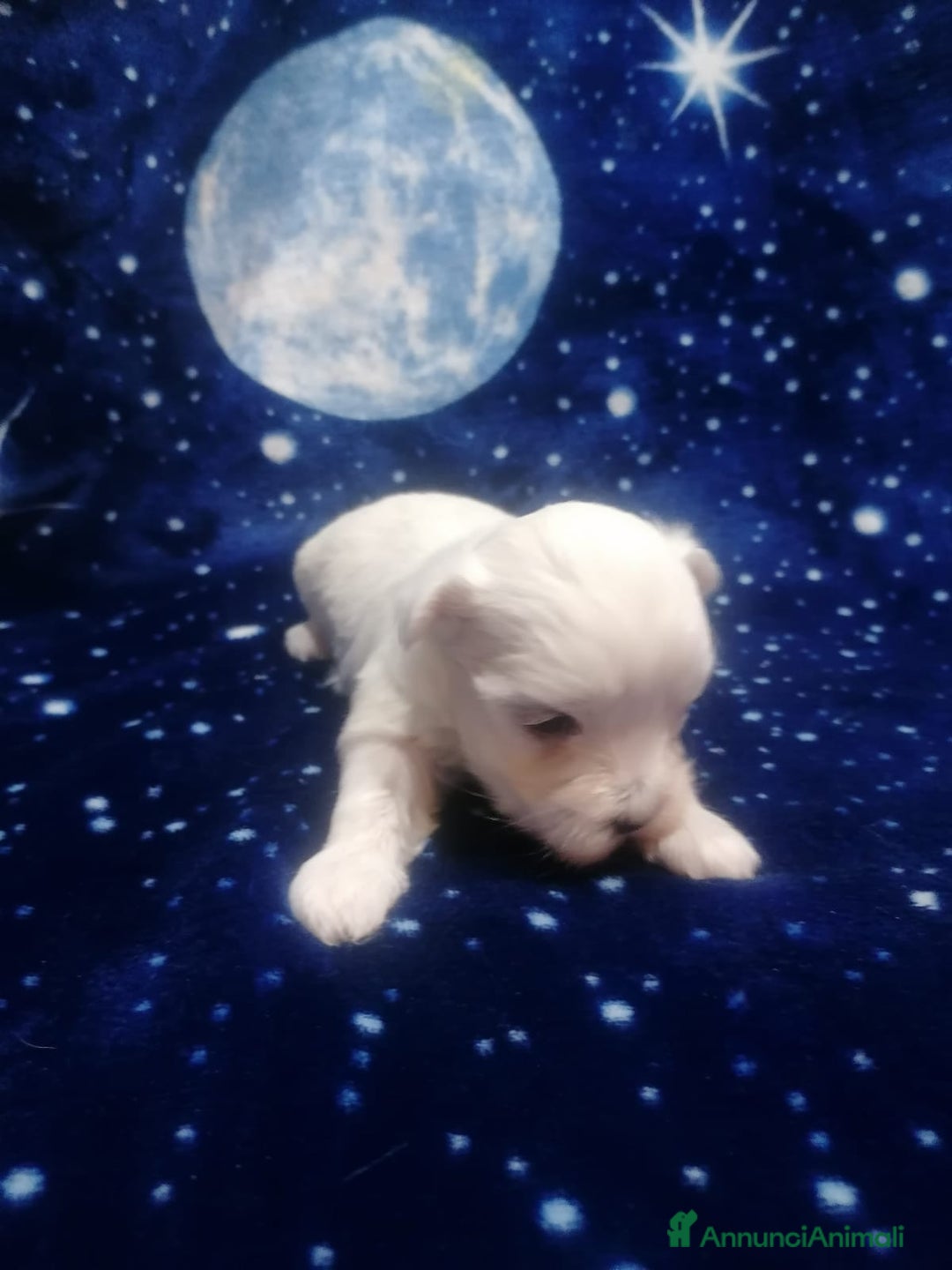 Maltese cani in vendita: Maltese cuccioli - Annuncio 6