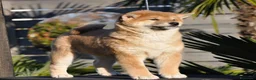 Shiba Inu cani in vendita: Cuccioli SHIBA INU  - Annuncio 17
