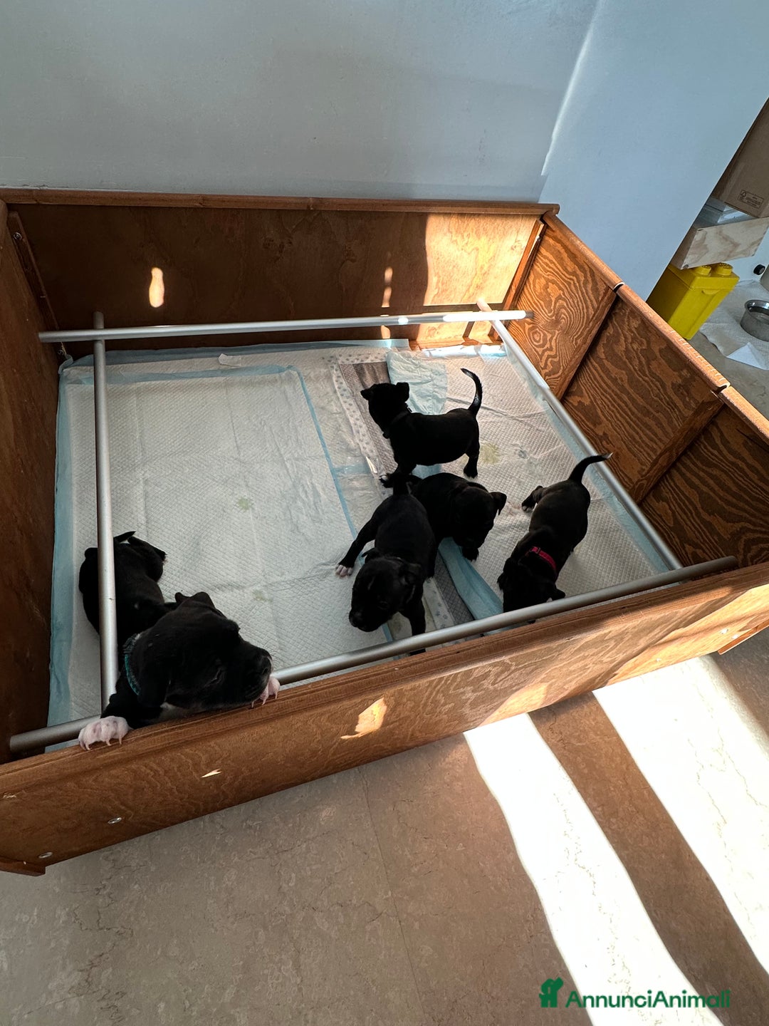 Staffordshire cani in vendita: Staffordshire Bull Terrier (Staffy) - Annuncio 10