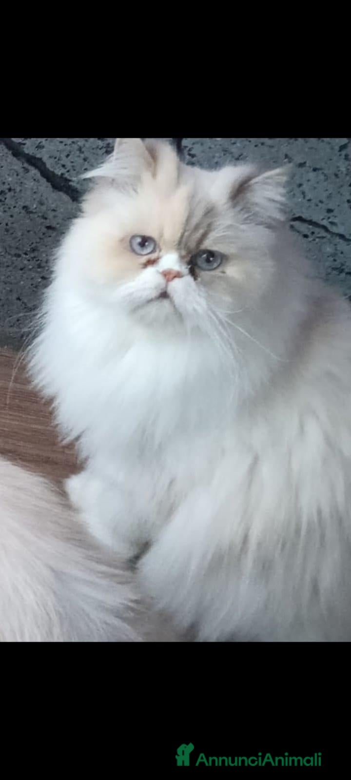 Persiano gatti Gattini persiani normotipo e ipertipici - Annuncio 4
