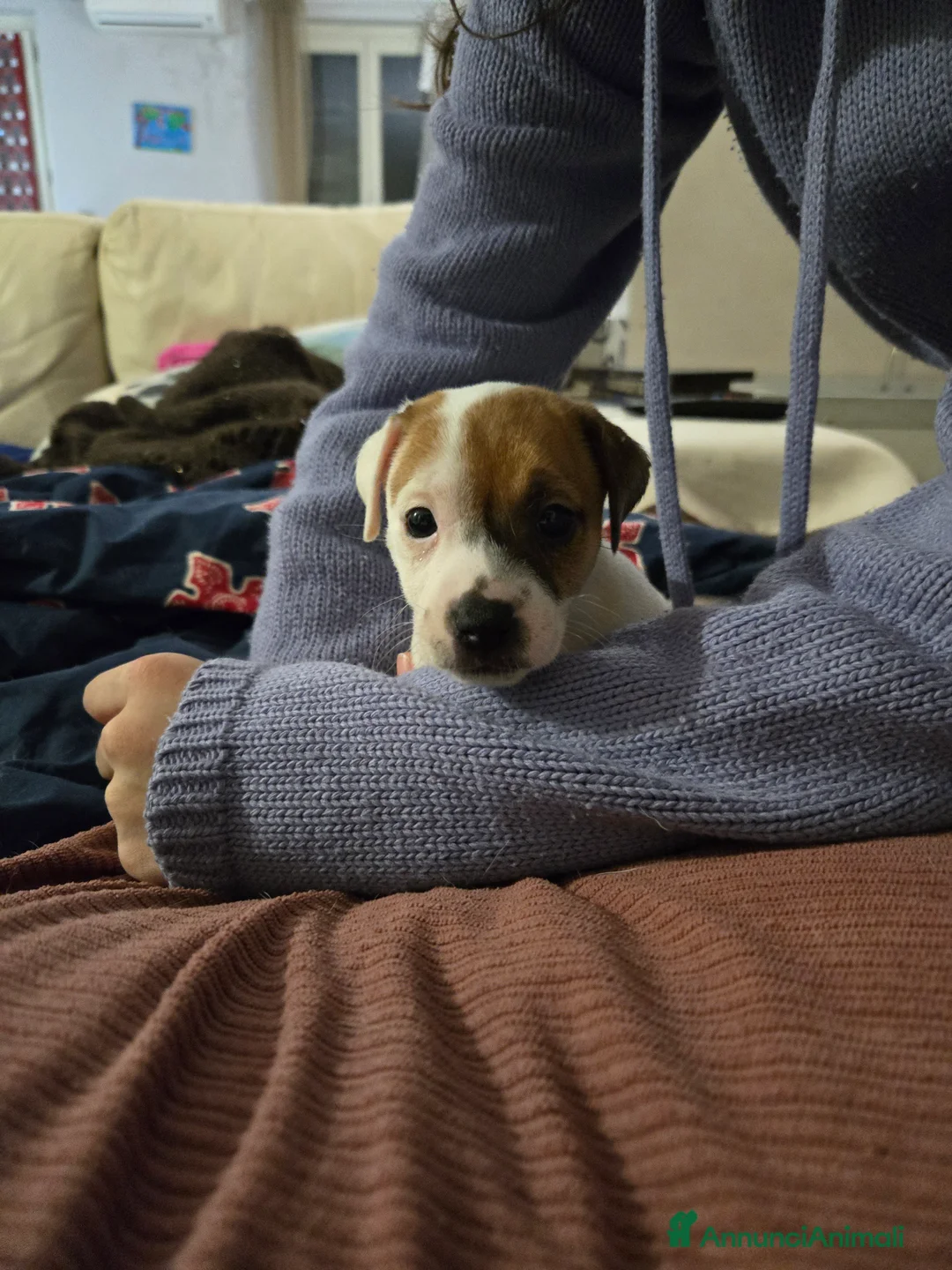 Jack Russell cani in vendita: Cuccioli Jack russell terrier - Annuncio 1