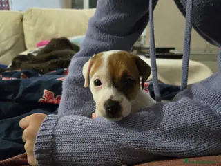 Jack Russell cani Cuccioli Jack russell terrier - Annuncio 1