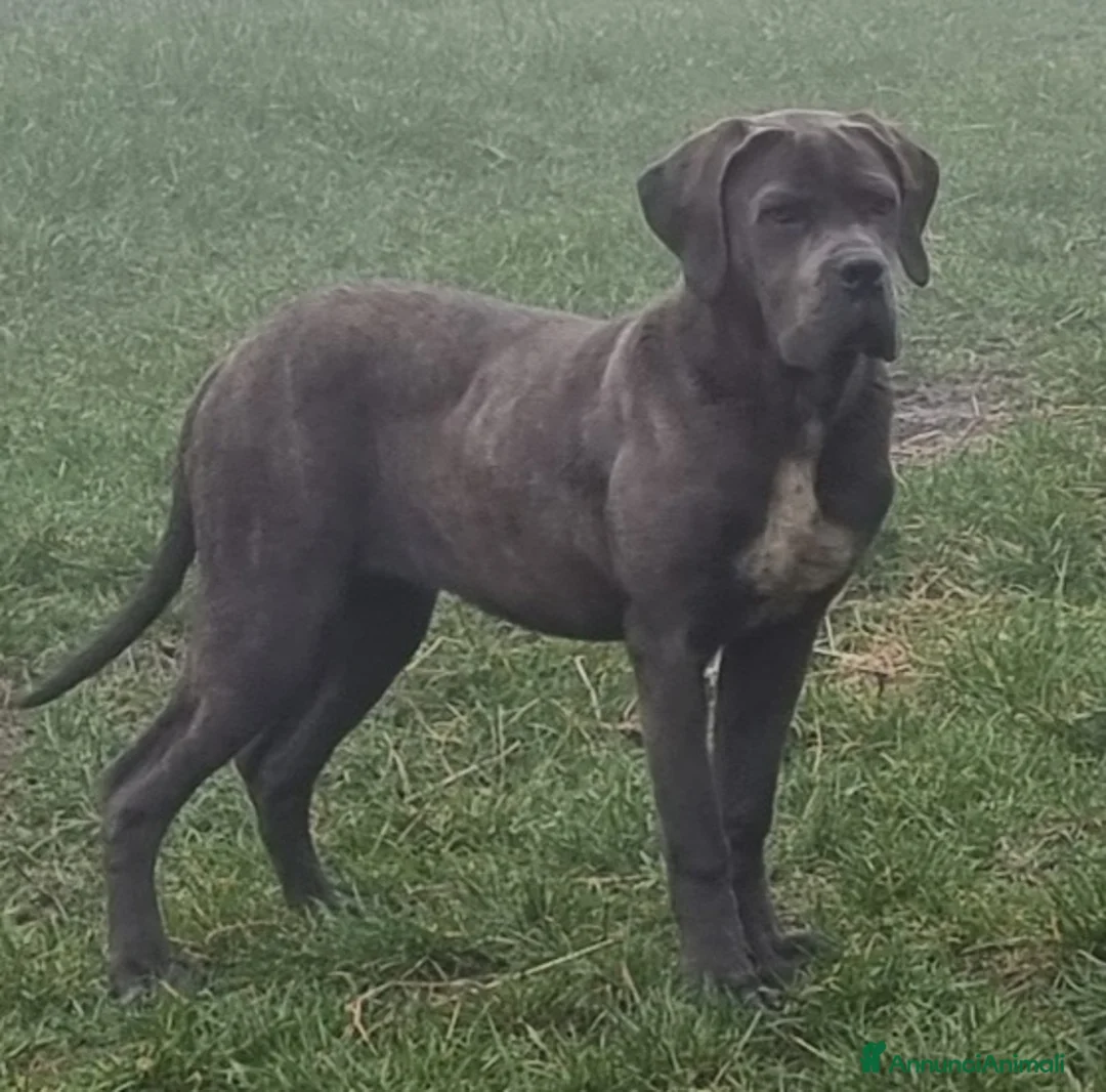 Immagine della galleria {{count}}