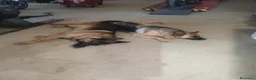 Pastore Tedesco cani in vendita: Vendesi cuccioli pastore tedesco  a Città Metropolitana di Torino - Annuncio 2