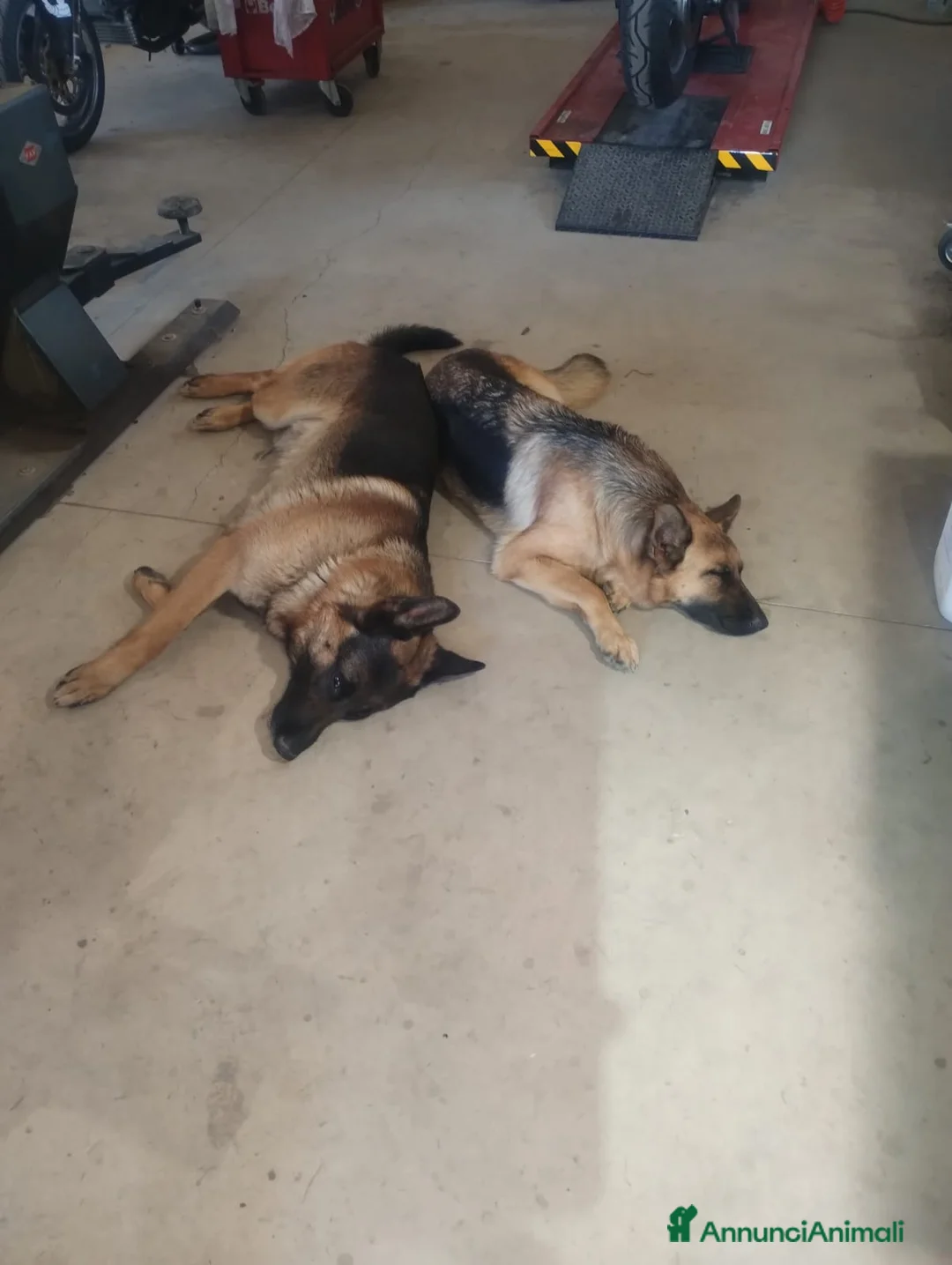 Pastore Tedesco cani in vendita: Vendesi cuccioli pastore tedesco  a Città Metropolitana di Torino - Annuncio 2