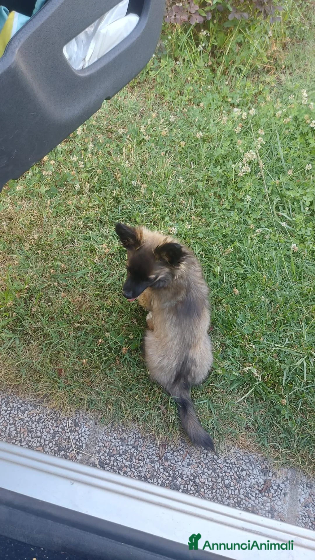 Meticcio cani in regalo: Milo  a Provincia di Vicenza - Annuncio 3