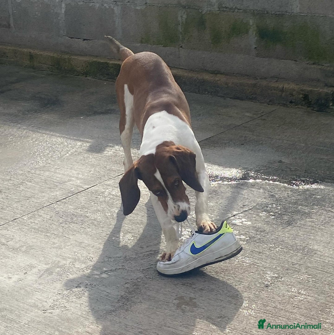 Meticcio cani in regalo: KAOS cucciolone 1 anno cerca adozione  a Provincia di Latina - Annuncio 7