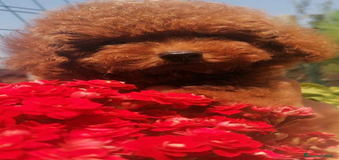 Immagine della galleria {{count}}