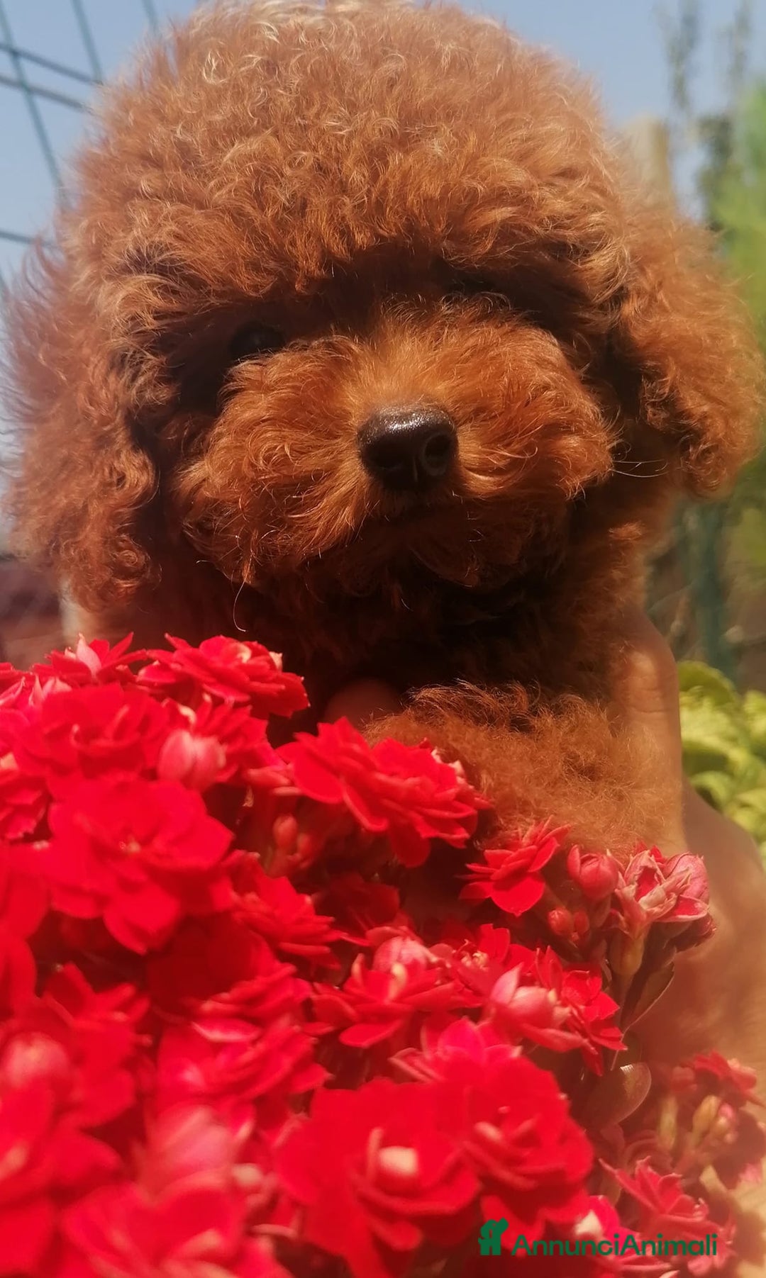 Immagine della galleria {{count}}