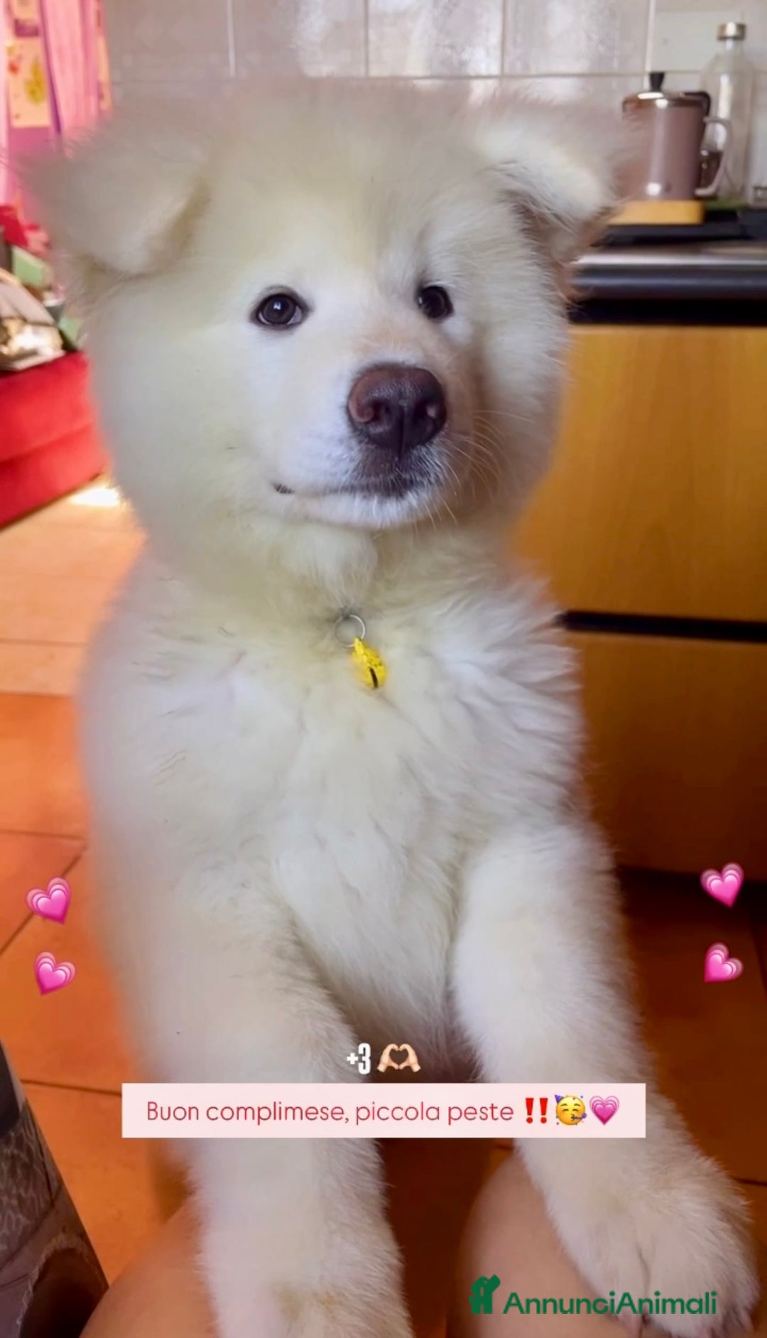 Akita Inu cani in vendita: 🌸 Hime Sakura cerca una famiglia 🌸 a Città Metropolitana di Torino - Annuncio 2