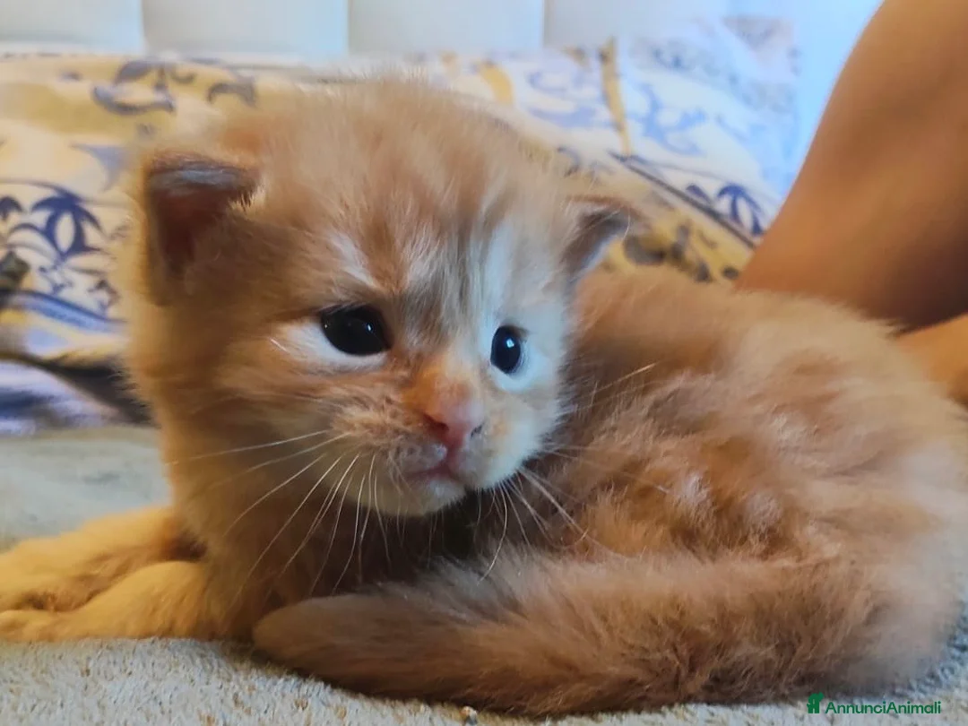 Maine Coon gatti in vendita: 7 cuccioli di Maine coon certificati afef - Annuncio 2