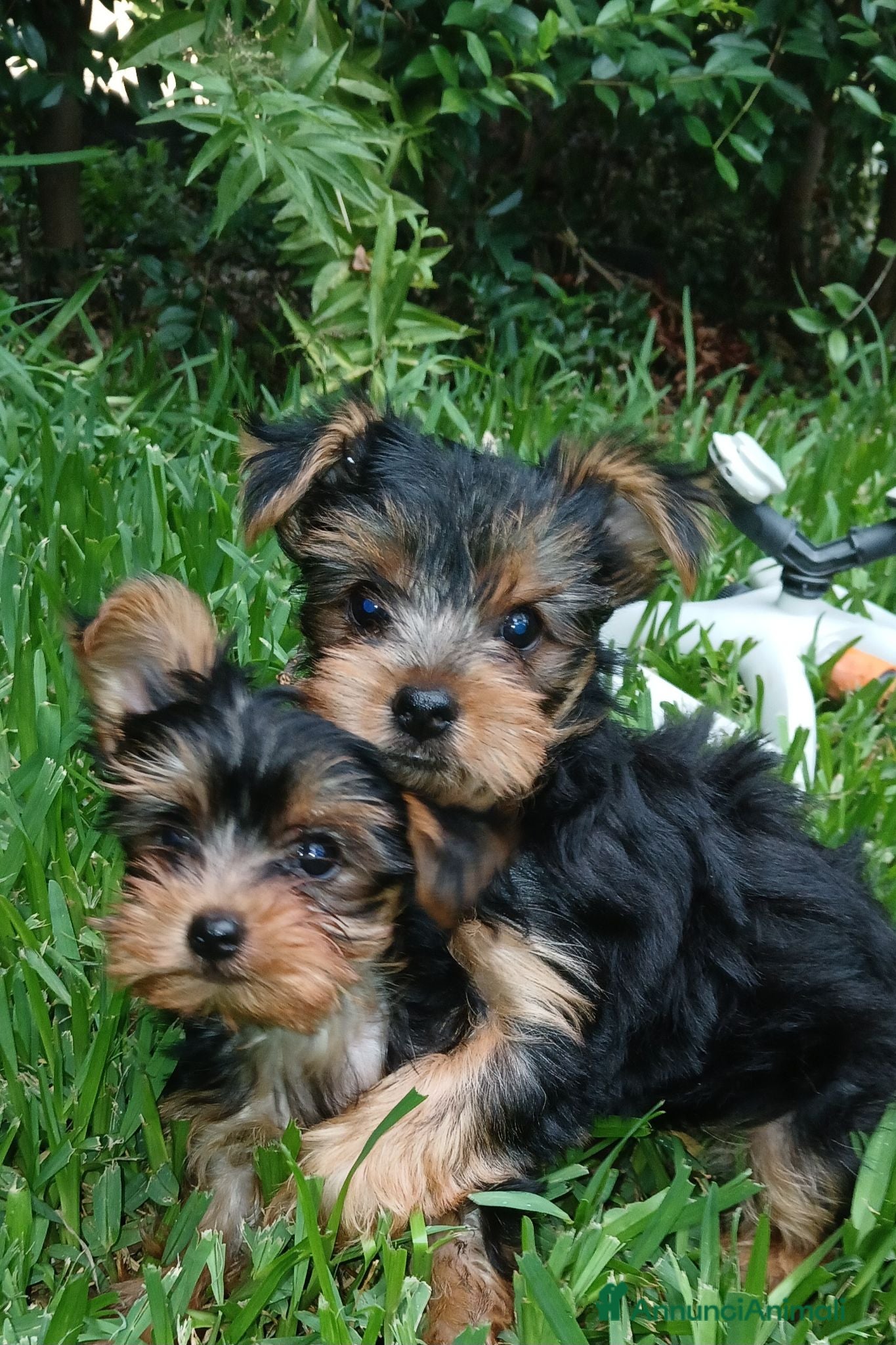 Yorkshire cani cucciola yorkhire taglia piccolissima - Annuncio 1