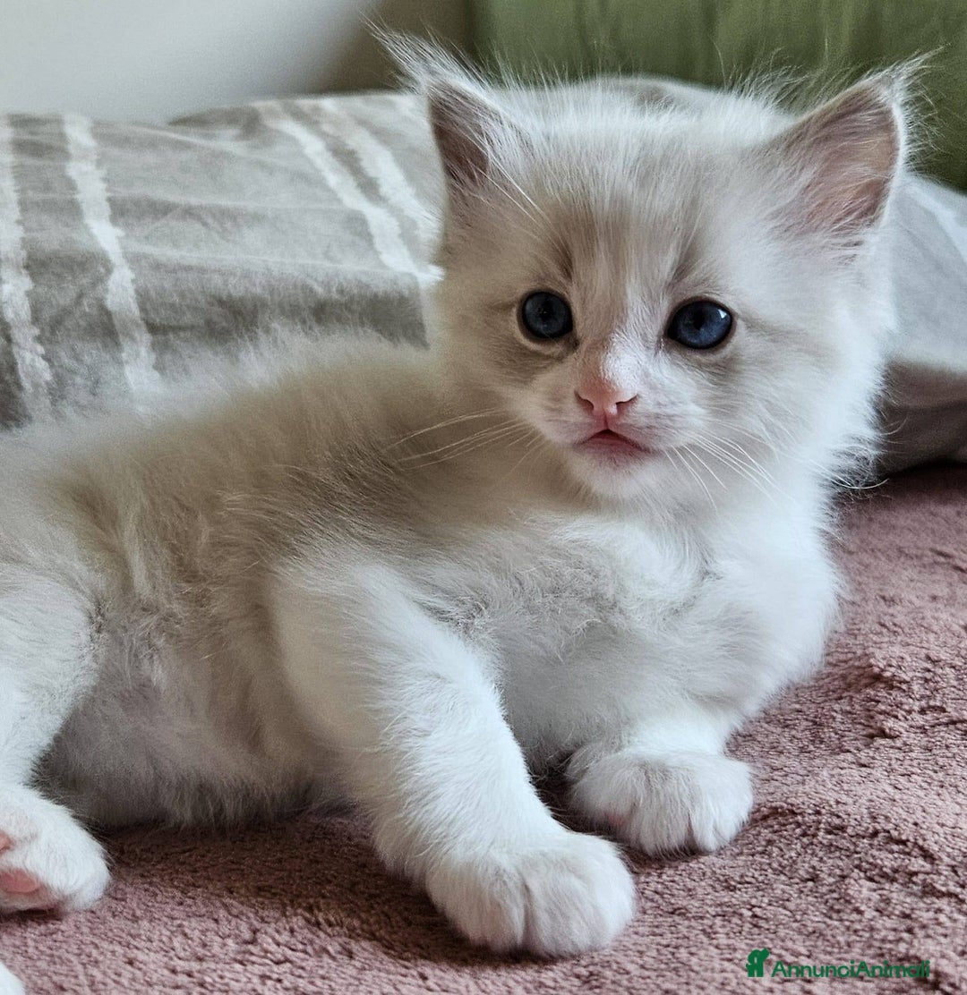 Ragdoll gatti in vendita: ANFI 2 cuccioli Ragodoll disponibili. Milano.. a Città metropolitana di Milano - Immagine 12