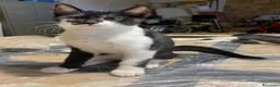 Europeo gatti in regalo: Gattini stupendi 🤩  - Annuncio 6