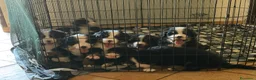 Bovaro del Bernese cani in vendita: Cuccioli di Bovaro del Bernese a Provincia di Viterbo - Annuncio 4