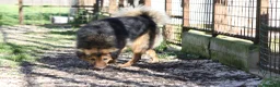 Meticcio cani in regalo: Enza in adozione - Annuncio 3