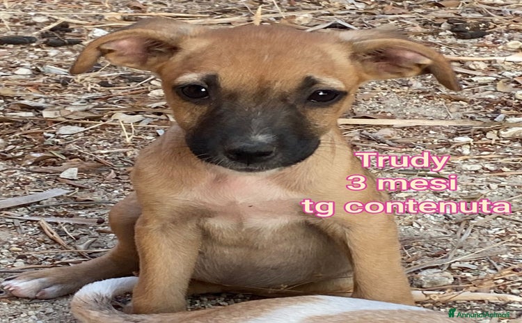 Meticcio cani - Annuncio 1