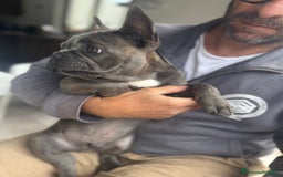 Bulldog Francese cani in vendita: Buldog francese esotico  a Provincia di Sassari - Immagine 6