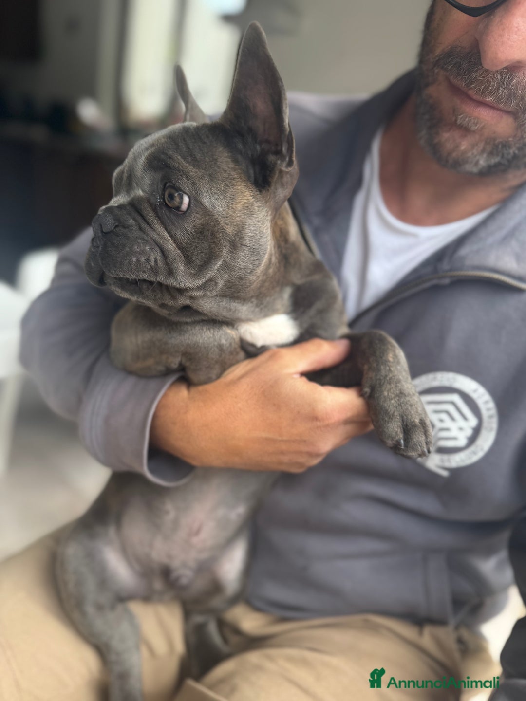 Bulldog Francese cani in vendita: Buldog francese esotico  a Provincia di Sassari - Immagine 6