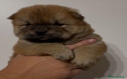 Chow Chow cani in vendita: Chow chow  a Città metropolitana di Catania - Immagine 5