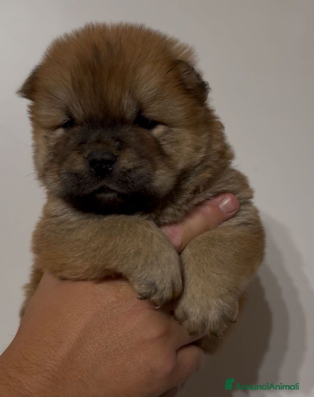 Chow Chow cani in vendita: Chow chow  a Città metropolitana di Catania - Immagine 5