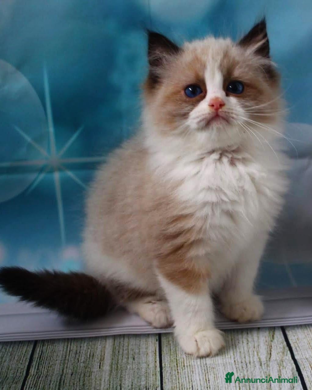 Ragdoll gatti Ragdoll cuccioli - Annuncio 4