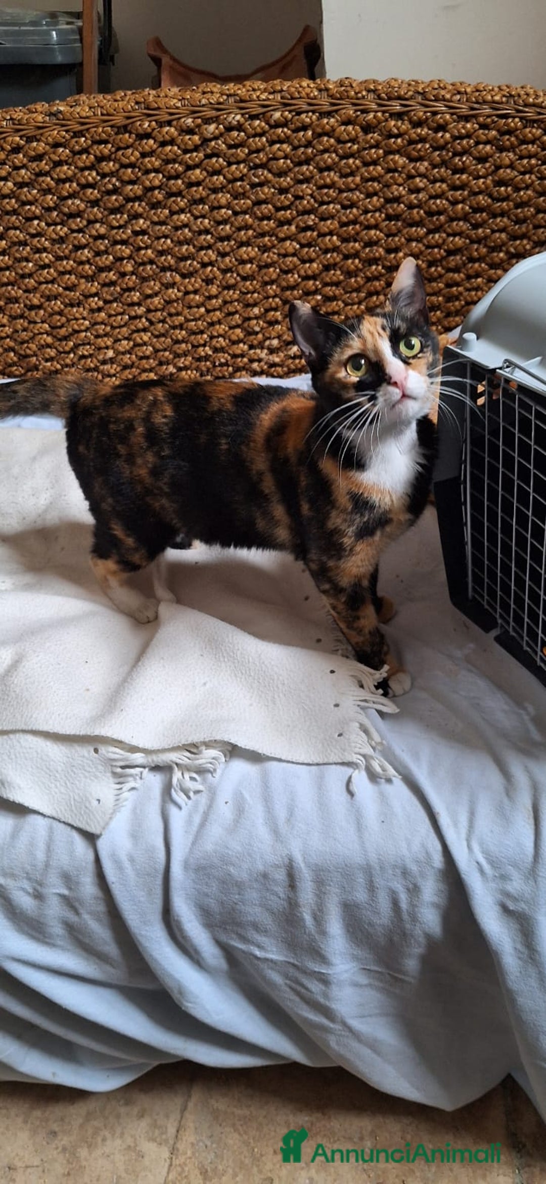 Europeo gatti in regalo: 🐾 Aida, dolce gatta calico in cerca di casa 🐾 - Annuncio 3