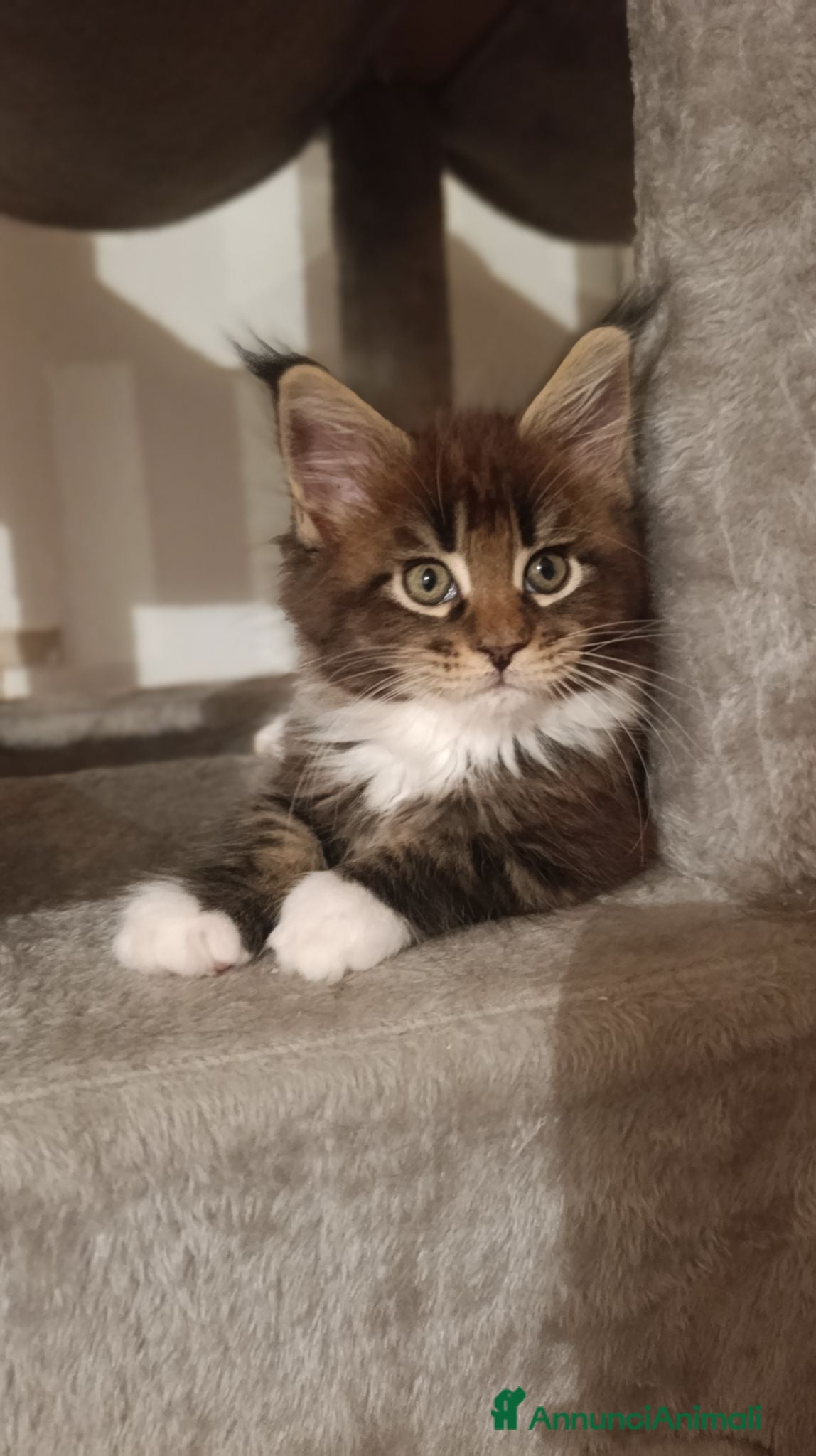 Maine Coon gatti Cucciola Maine Coon - Annuncio 7