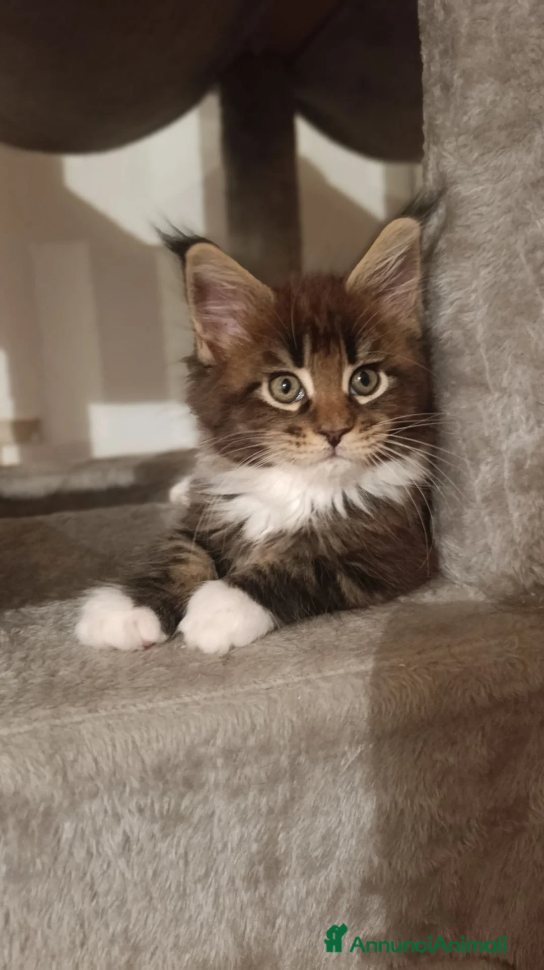 Maine Coon gatti in vendita: Cucciola Maine Coon - Annuncio 1
