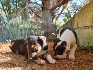 American Staffordshire cani Cuccioli Amstaff con pedigree a Provincia di Potenza - Annuncio 1