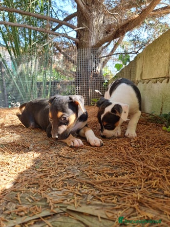 American Staffordshire cani a Provincia di Potenza - Annuncio 3