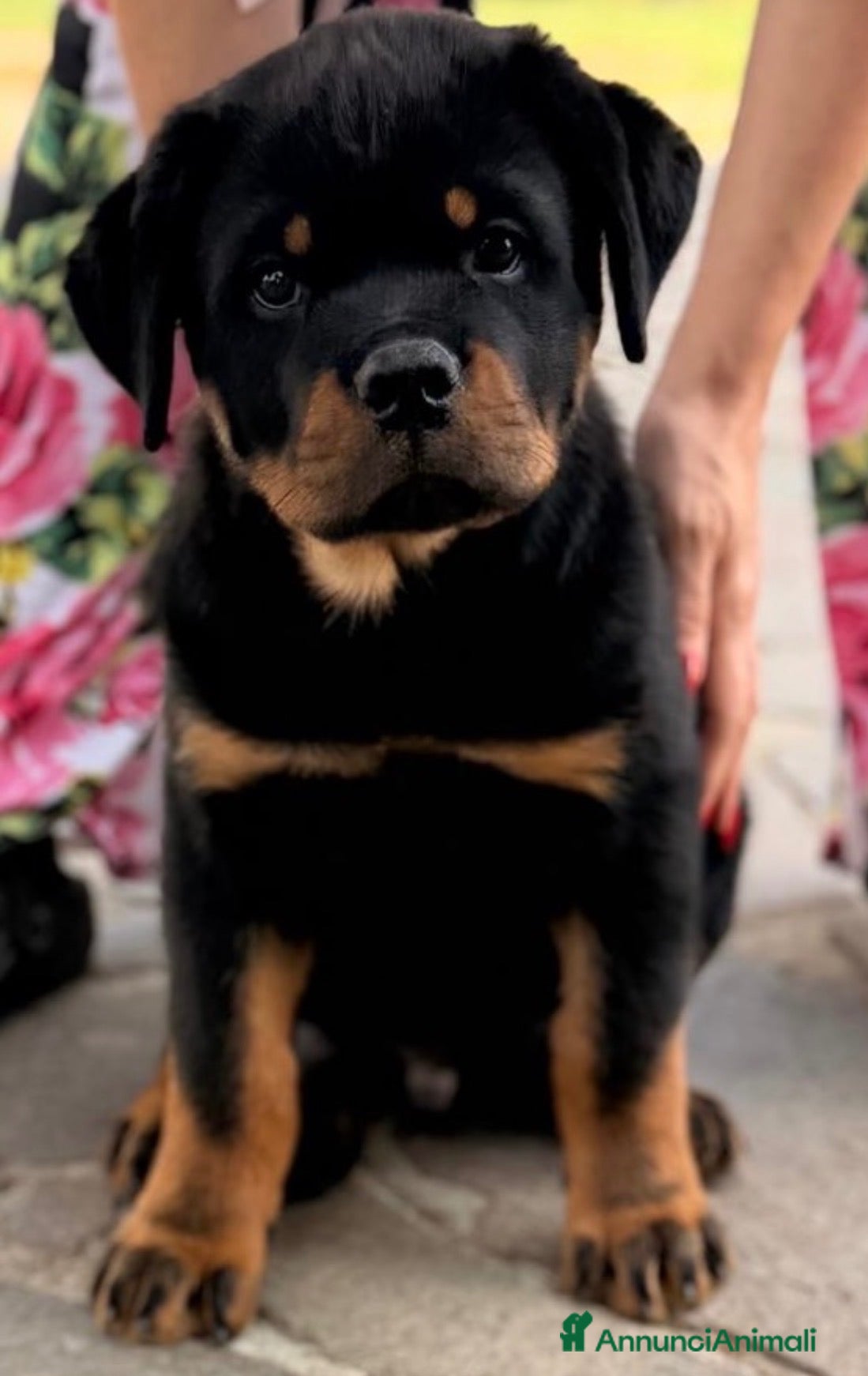 Rottweiler cani Rottweiler linea serba pagamento rateale  - Annuncio 27