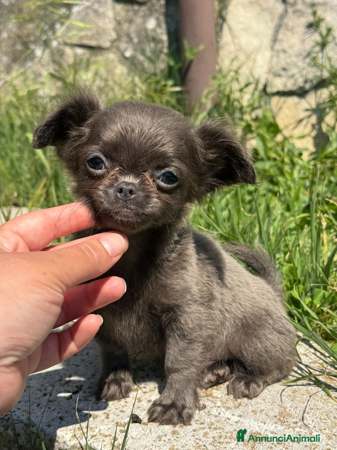 Chihuahua cani in vendita: Chihuahua meraviglioso taglia molto piccina - Annuncio 2