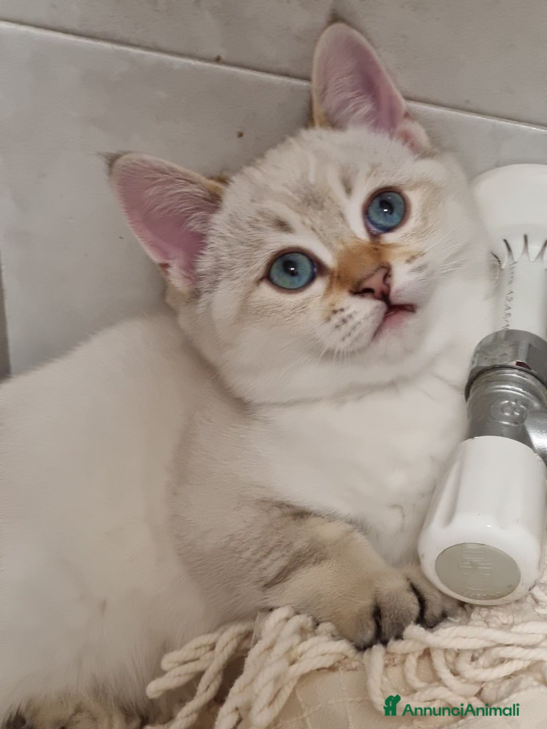 Bengala gatti in vendita: Incrocio Scottish/Bengala  - Annuncio 6