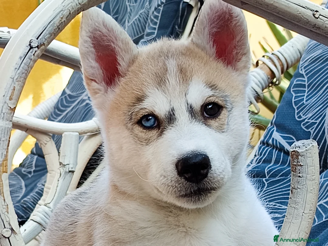 Husky cani in vendita: Cucciole di SIBERIAN HUSKY con pedigree ENCI - Annuncio 13