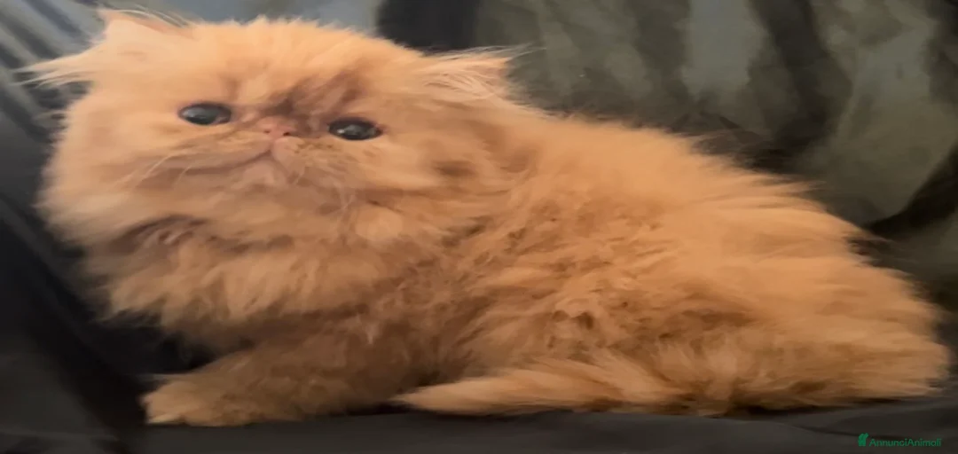 Immagine della galleria {{count}}