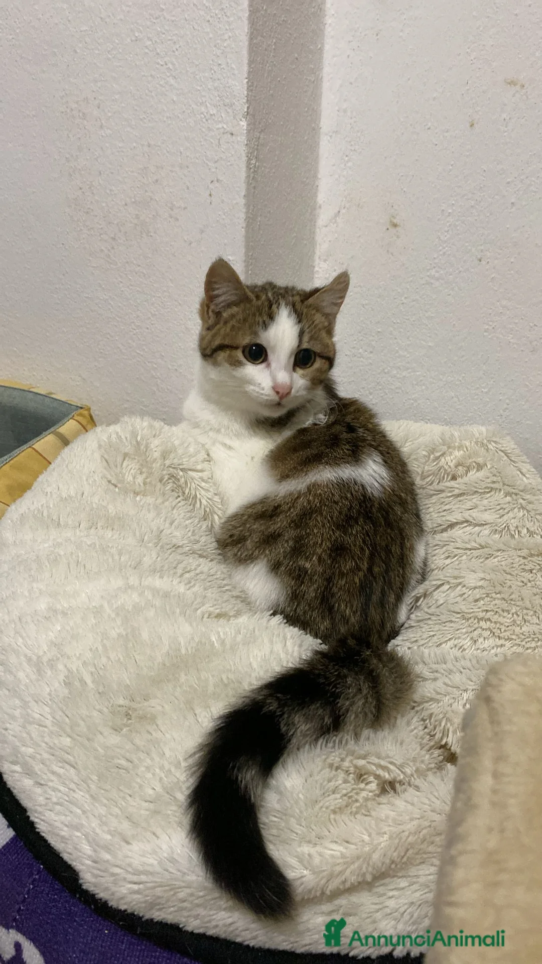 Meticcio gatti in regalo: Mamma gatta e coccola di mamma - Annuncio 6