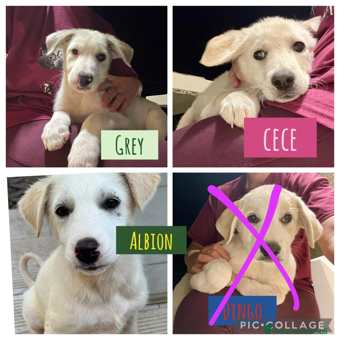 Meticcio cani in regalo: Cece  a Provincia di Siena - Annuncio 2