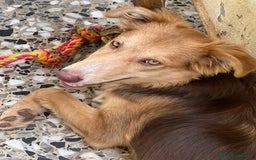 Meticcio cani in regalo: Cucciolo di 8 mesi - Immagine 4