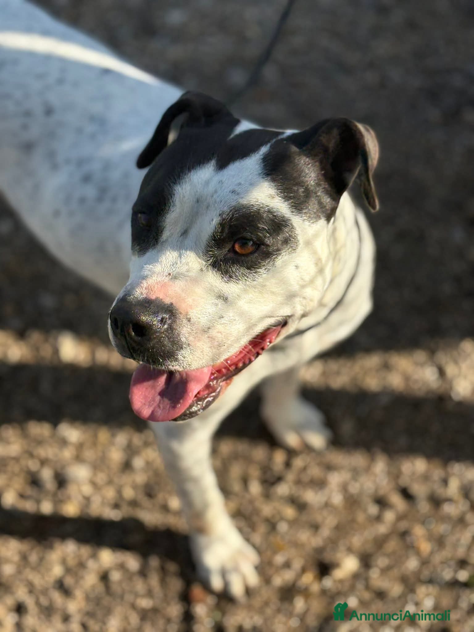 Altre razze cani Desy solo 2 anni, mollossina taglia contenuta  - Annuncio 2