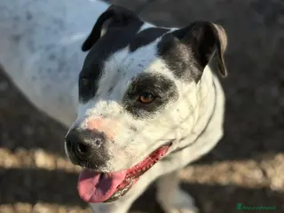 Altre razze cani Desy, dolcissima, taglia media contenuta, 2 anni - Annuncio 3