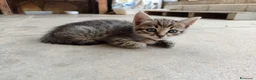 Altre razze gatti in regalo: MICINI: SIAMO AL COLLASSO a Città Metropolitana di Firenze - Annuncio 2