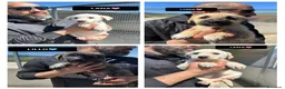 Meticcio cani in regalo: LANA, LUNA, LENA E LILLO - Annuncio 1
