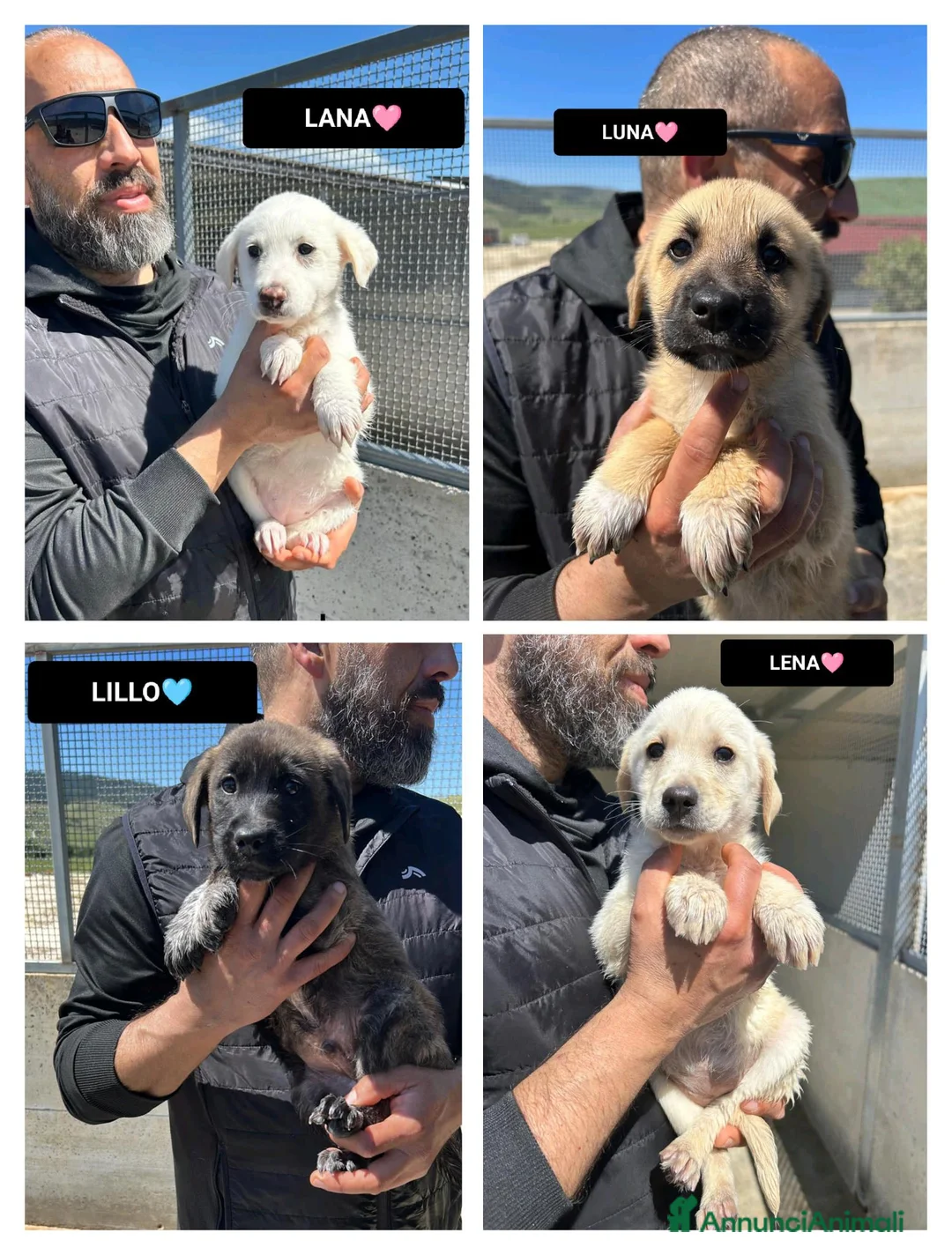 Meticcio cani in regalo: LANA, LUNA, LENA E LILLO - Annuncio 1