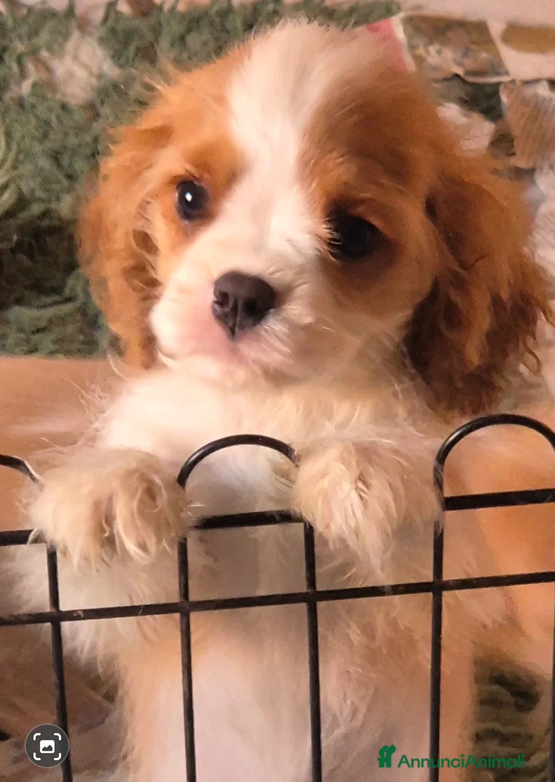 Cavalier King cani in vendita: Cucciolo maschio di Cavalier king - Annuncio 3
